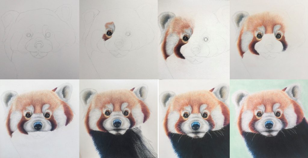 red panda pencil drawing